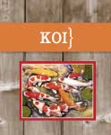 Koi